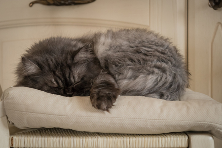Grey persian cat sleeps on beije pillow cuteの写真素材