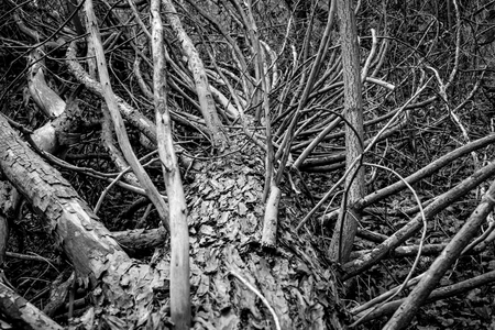 old fallen tree in the forest. Black and white photography