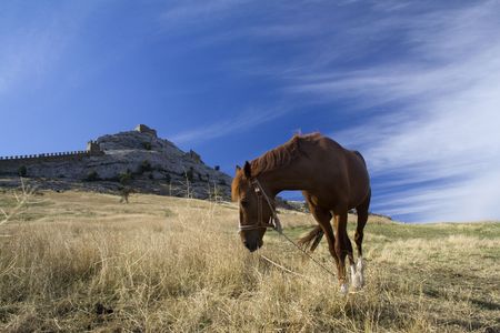 horse on background bastill. Ëîøàäü íà ôîíå Ãåíóýçñêîé êðåïîñòèの写真素材