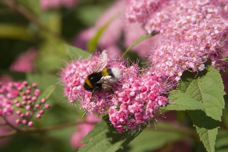 bumblebee on flower
