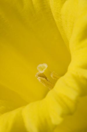 An extreme closeup of a daffodil or Narcissus.の写真素材