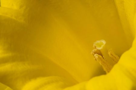 An extreme closeup of a daffodil or Narcissus.の写真素材