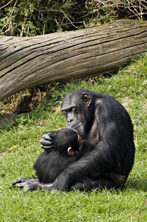 A mother and  chimpanzeeの写真素材