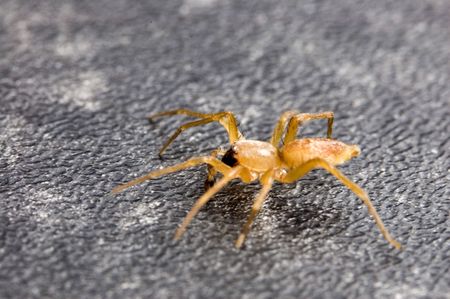 A small spider crawling slowly along looking for preyの写真素材