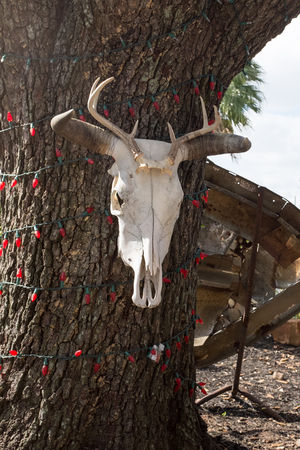 Cow skull hanging on a tree with red Christamas lights in Houston, Texasの写真素材