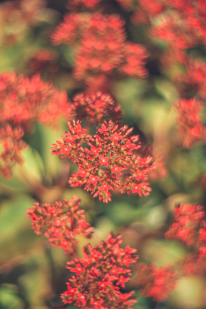 Close-up of a cluster of flowers Red Kalanchoe  in artistic blurry view with bright red and green colors. The colorful kalanchoe is attractive to bees, butterflies, and birds.の写真素材