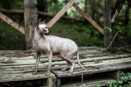 Sphynx cat exploring the wilderness for the first timeの写真素材