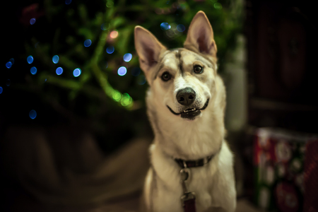 Smiling alaskan husky dog in front of christmas treeの写真素材