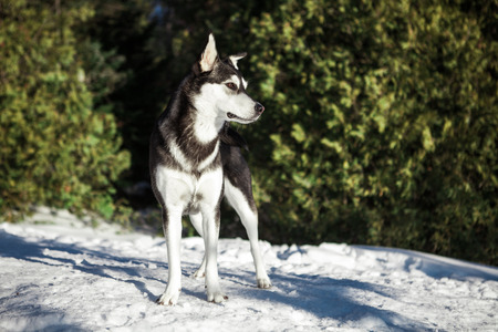 Portrait of an cross breed husky on the top of a mountain, in the winter