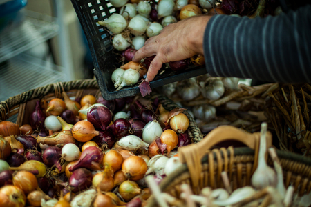 Farmer filling a basket of small red, yellow and white onionsの写真素材
