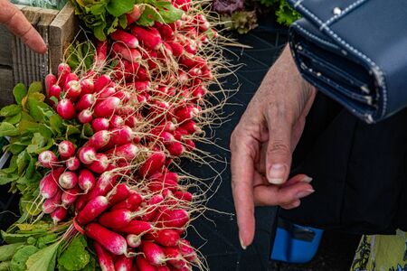 Organic produce at a farmer's market. An elderly hand is seen close-up, selecting a bundle of fresh radishes (raphanus raphanistrum) at a market stand during an agricultural fair. Bio vegetables.の写真素材