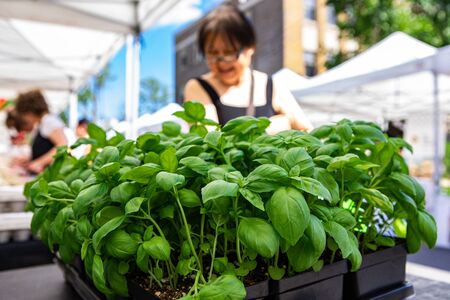 Organic produce at a farmer's market. A closeup view of young basil (ocimum basilicum) plants for...