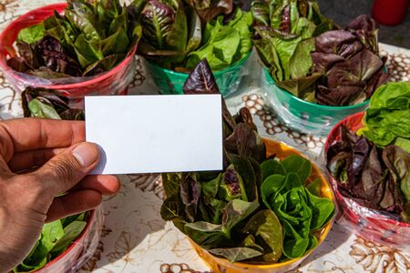 Organic produce at a farmer's market. A first person perspective of a market trader holding a...