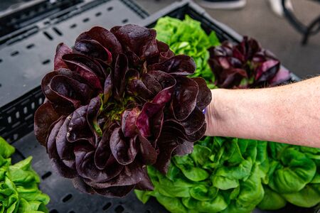Organic produce at a farmer's market. A top down view of fresh potted kitchen herbs in the hand of a...