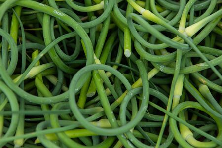 Organic produce at a farmer's market. A closeup view of fresh green runner beans (Phaseolus coccineus) filling the frame, for sale on a market stall during a fair for locally sourced bio produce.の写真素材
