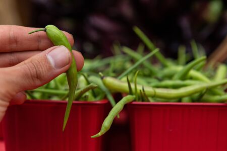 Organic produce at a farmer's market. A closeup view of a person holding a small raw green bean by...
