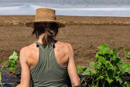 Farmhands tend crops at ecological farm. A close up and rear view of a healthy young lady with toned...