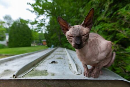 Relaxed cat is enjoying the great outdoors while laying on an upside-down paddleboat.