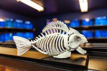 pictured in front of aquariums full of fish. Photographed in a petshop environment