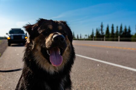 Selective focus on face of black and brown malamute and bernese mountain dog. Happy domestic animal with his mouth open and tongue hanggingの写真素材