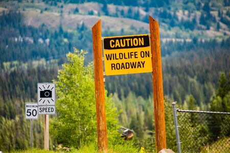 Caution wildlife on roadway, yellow warning sign between two wooden poles, speed radar and 50 km speed limit signs and forests in the backgroundの写真素材