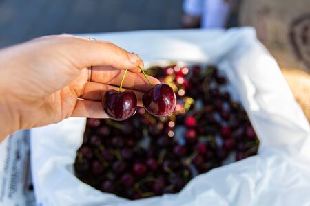 A close up shot on the hand of a person buying Chelan cherries, black or dark cherries, biological...