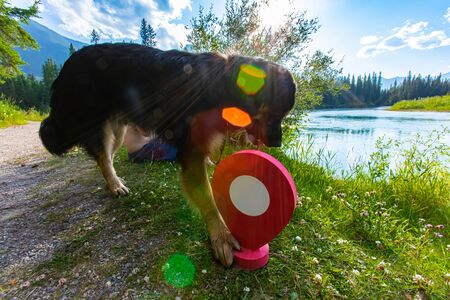 A beautiful large breed dog is seen on vacation, pawing a destination waypoint marker by a large lake a mountainous landscape of Alberta, Canadaの写真素材