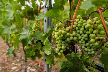 unripe fresh green grapes fruits, branches and leaves and wires in the background, in the vineyard,...