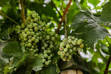 unripe fresh green grapes fruits, branches and leaves in the background, in the vineyard, low angle...