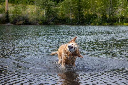 close up of a beautiful dog similar to the golden retriever that plays in the water. with the splashes and the drops on its long hairの写真素材