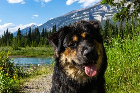 long-haired German shepherd dog looking at the camera sitting on the grass. with careful look in meadow in the mountains with mountains backgroundの写真素材
