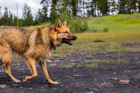 close up of dog profile similar to the wolf dog with fast pace walking to the right. on a dirt road in the mountains of British Columbiaの写真素材