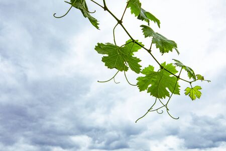 Fresh Green grape vine one branch leaves, low angle view, against grey white cloudy sky background with copy space on the left bottom sideの写真素材