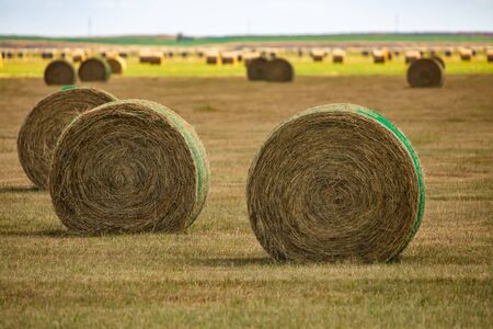 Close up shot of two big, round bales of hay in an agricultural field with other bales scattered in...