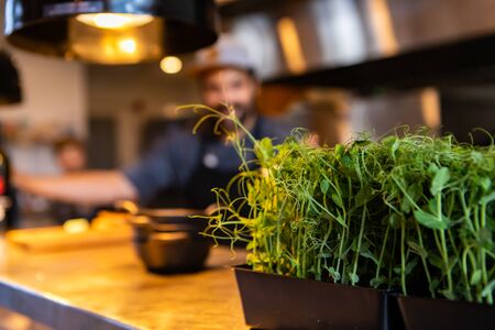 Vase of plants, green young tendrils and leaves selective focus close up view, people in the bar...