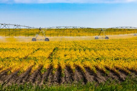 A wide angle view of a central pivot irrigation sprinkler watering system in a field of young crops in Saskatchewan, Canada. With copy spaceの写真素材