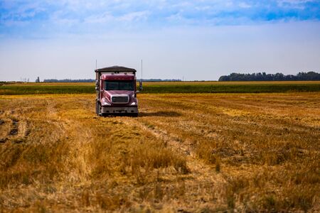A large red truck is seen from the front, off road in a large crop field, ready for transport of grain crops during harvest season with copy spaceの写真素材