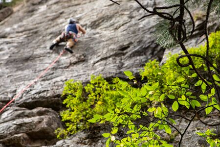 A selective focus view on green tree branches a blurry rock climber is seen top roping in the...