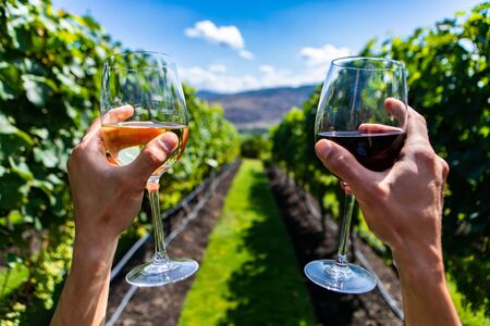 two hands cheering, holding red and white wine glasses selective focus close up view between vineyard grape vines green background, winemaking conceptの写真素材