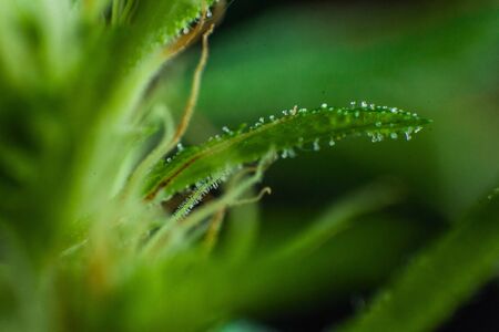 Extreme closeup of small cannabis leaf covered in glassy secreted crystals. Pistils sprout from the...
