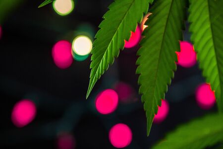 Selective focus closeup of the underside of a cannabis plant leaf entering frame from above. Out of focus pink lights are visible in the background.の写真素材