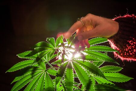 Selective focus closeup of backlit marijuana plant with a womans hand stroking the leaves. Cannabis plant shot from above on dark backgroundの写真素材