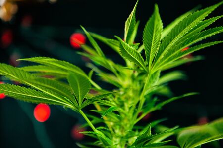 Selective focus closeup of cannabis plant fan leaves shot from a low angle. the rest of the plant and red lights are visible out of focus in the background.の写真素材