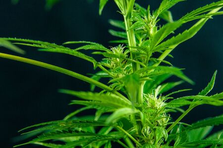 Selective focus closeup of the midsection of a female cannabis plant with three flowers, pistils...