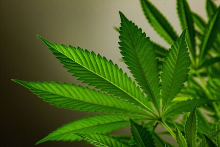 Selective focus closeup of cannabis fan leaves taken from a low angle. Out of focus marijuana foliage and pale backdrop in the background.の写真素材