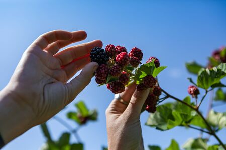 low angle close up and selective focus view of a hand picking ripe fresh organic blackberry fruit...