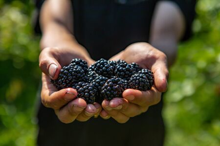 a handful of ripe and fresh blackberry fruits. farm worker or picker man hands full of blackberries...