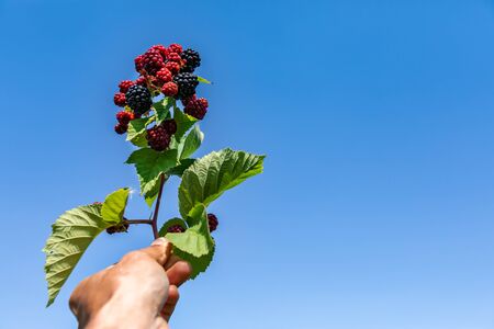 hand holding a sprig full of fresh ripe, ripening, and unripe blackberries fruits and leaves,...