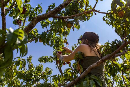 low angle view of a caucasian woman up between tree branches picking peaches fruits during a sunny...