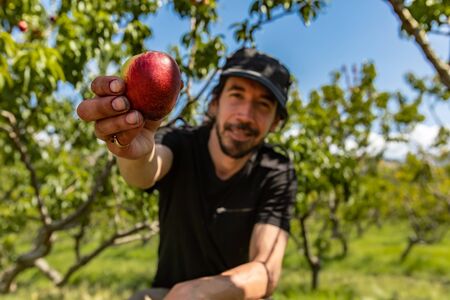 selective focus on ripe and fresh nectarine peach fruit held by a happy caucasian man sitting,...